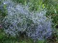 Sea Lavender